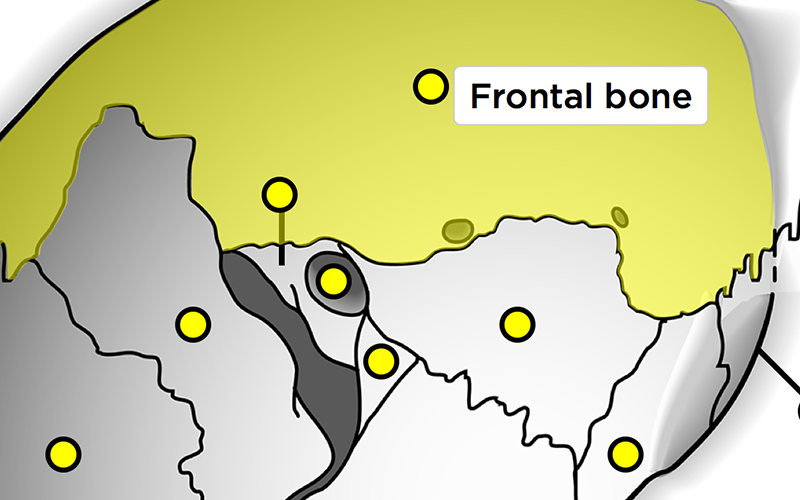 The Bony Orbit